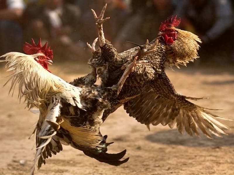 Người chơi cần trang bị những kinh nghiệm đá gà