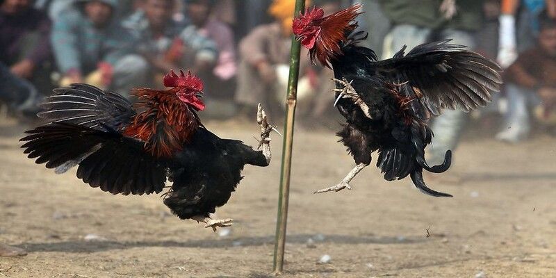 Đá gà trực tiếp Thomo mang đến sự kịch tính