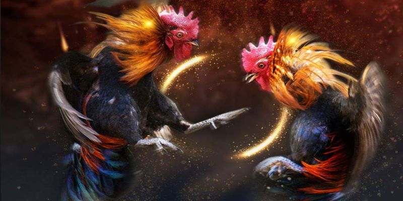 Đá gà trực tiếp là hình thức giải trí hấp dẫn